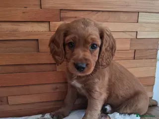 Cockapoo dogs F2 Red cockapoo puppies - Advert 2