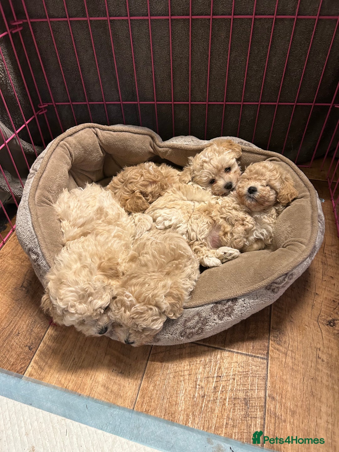Maltipoo dogs for sale: 2 tiny maltipoo girls left DNA Tested - Image 10