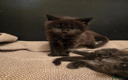 Maine Coon cats for sale: GCCF Maine Coon kittens  - Advert 15