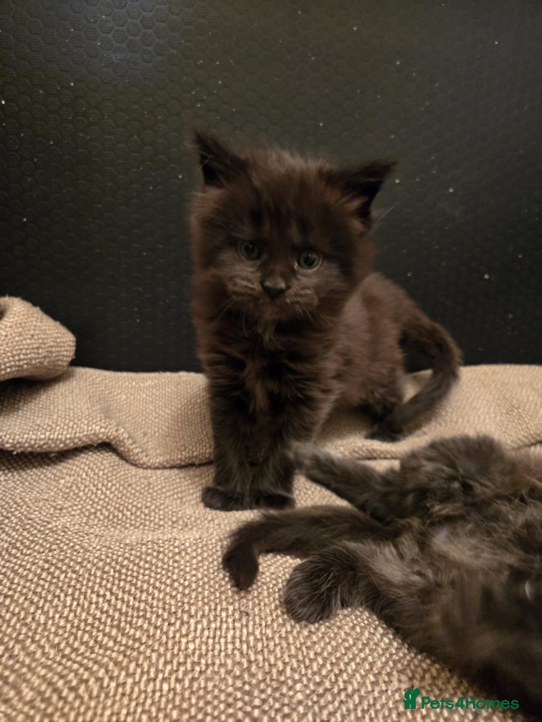 Maine Coon cats for sale: GCCF Maine Coon kittens  - Advert 15