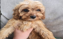 Cavapoo dogs for sale: Cavapoobabiesuk litter has arrived - Image 8