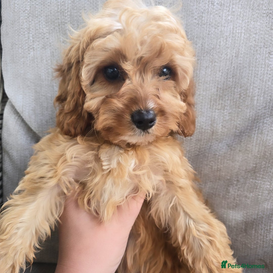 Cavapoo dogs for sale: Cavapoobabiesuk litter has arrived - Image 8