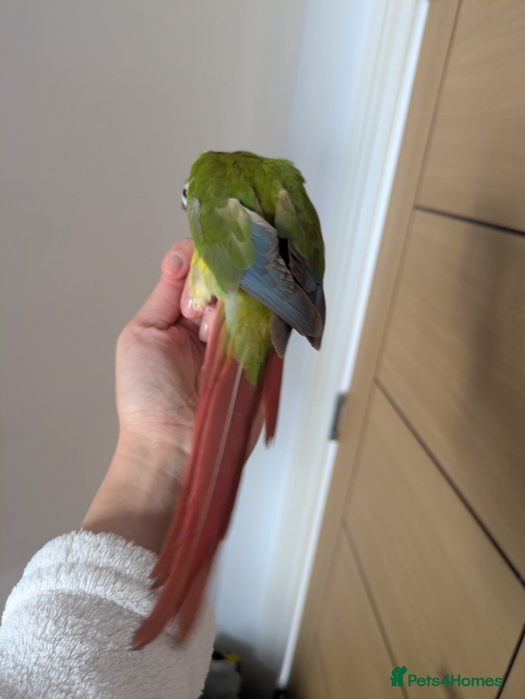 Conures birds for sale: 2 green cheek conures 1 pineapple and 1 cinnamon  - Image 5