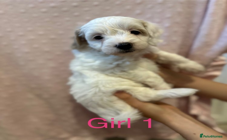 Cockapoo dogs - Advert 15