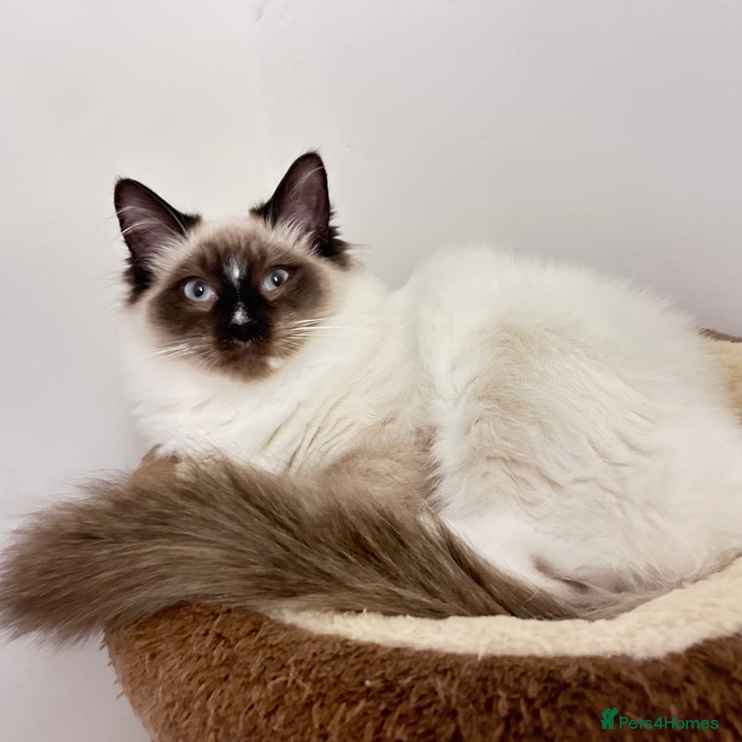 Ragdoll cats for sale: Beautiful floppy Ragdoll kittens available  - Advert 1