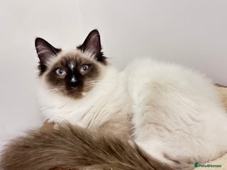 Ragdoll cats for sale: Beautiful floppy Ragdoll kittens available - Advert 1