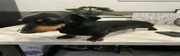 Miniature Dachshund dogs for stud: Miniature dachshund stud 18 champions in pedigree - Advert 12