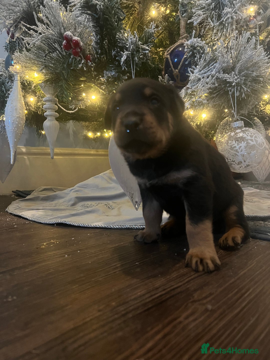 Rottweiler dogs for sale: Rottie puppies - Advert 4