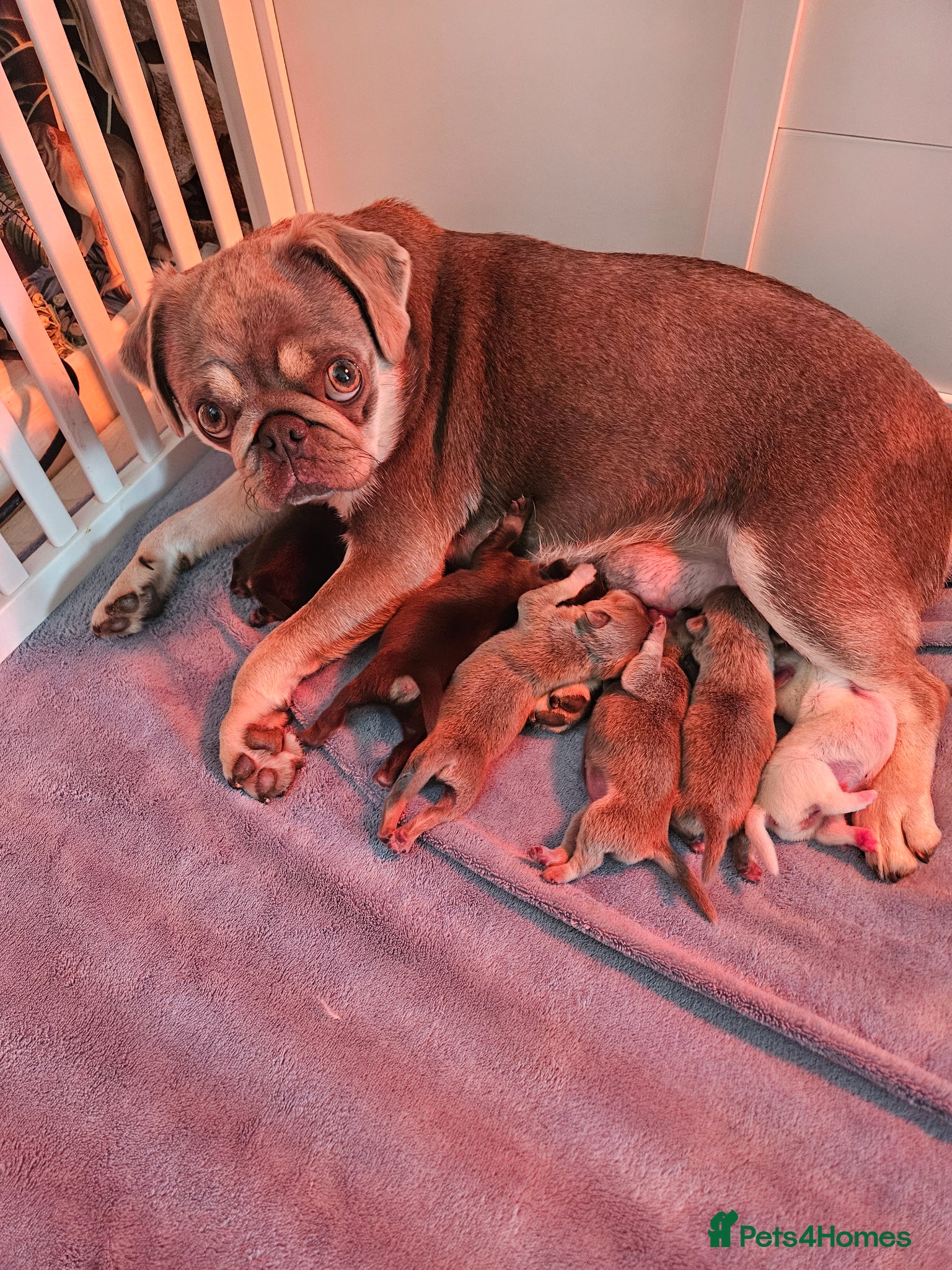 Pug dogs Stunning colourful litter of pugs - Advert 16