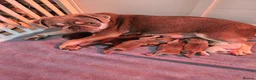 Pug dogs for sale: Stunning colourful litter of pugs - Advert 1