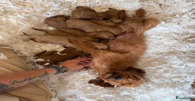Labradoodle dogs - Advert 1