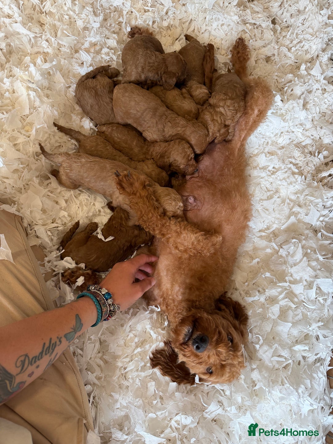 Labradoodle dogs for sale: Adorable Miniature Labradoodle F1bb Puppies🤩 - Image 2