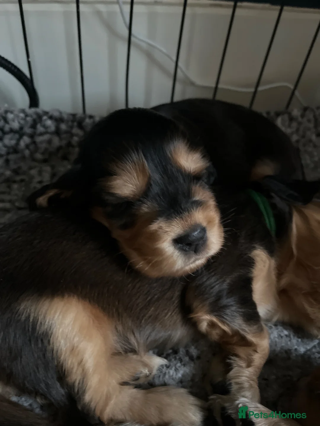 Cocker Spaniel dogs for sale: Stunning Sable KC Show Cocker spaniels puppies - Advert 1