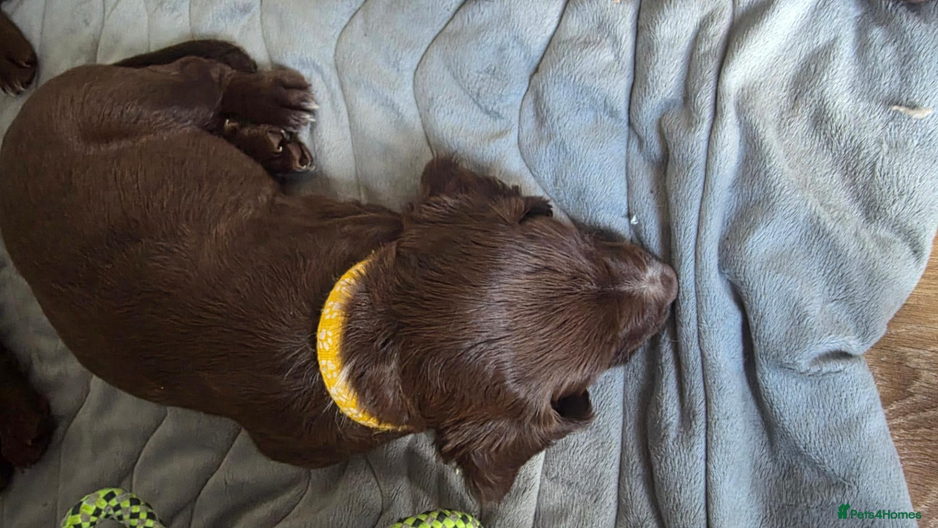Sprocker dogs Sprocker spaniel puppies  - Advert 3
