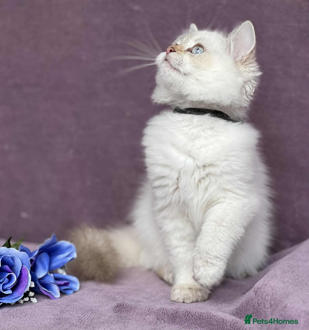 British Shorthair cats for sale: OPEN TO OFFERS TICA registered BSH kittens - Image 33
