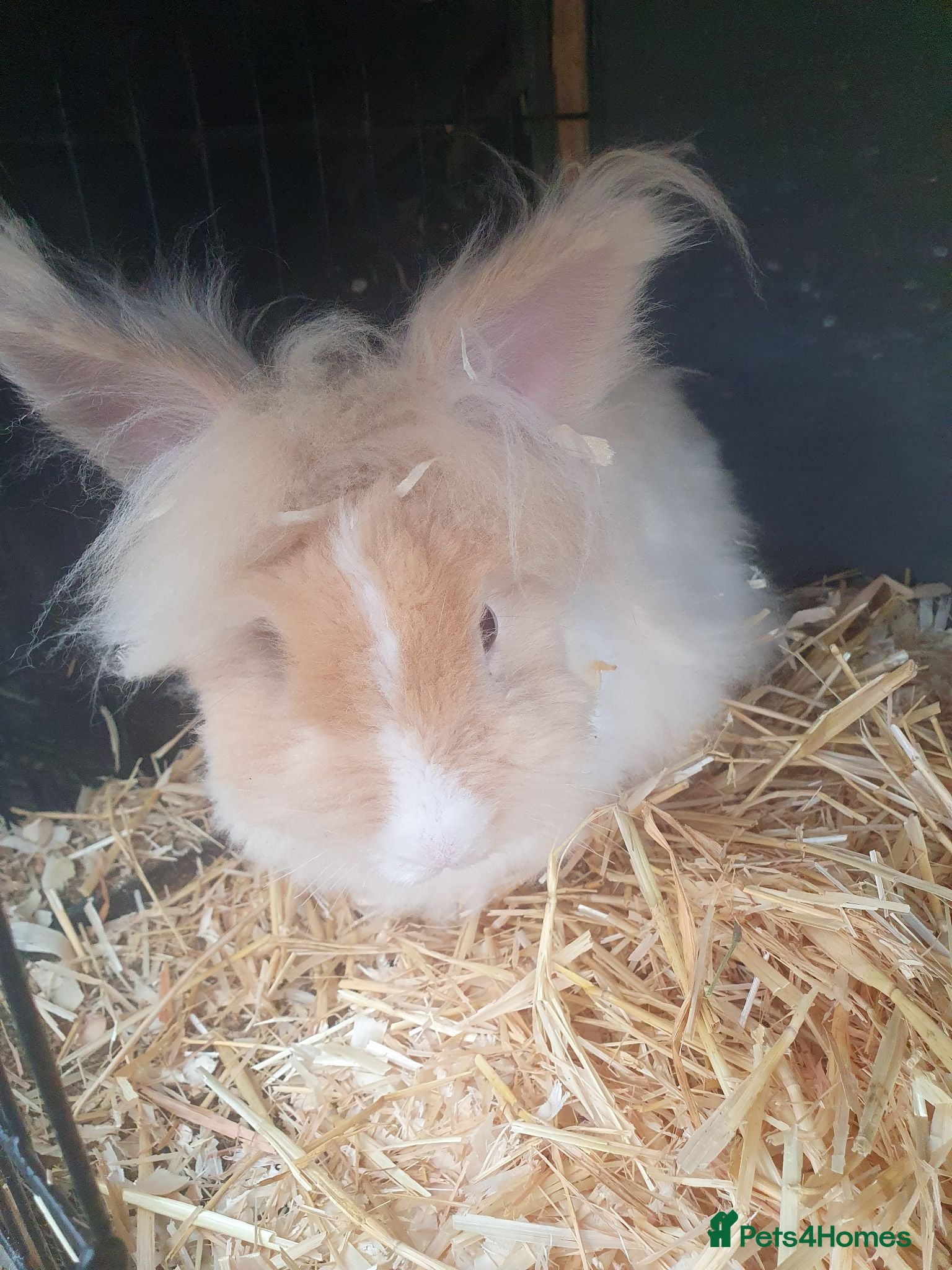 Lionhead rabbits Angora x Lionhead Buck - Advert 18