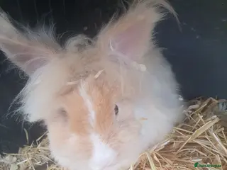 Lionhead rabbits Angora x Lionhead Buck - Advert 18