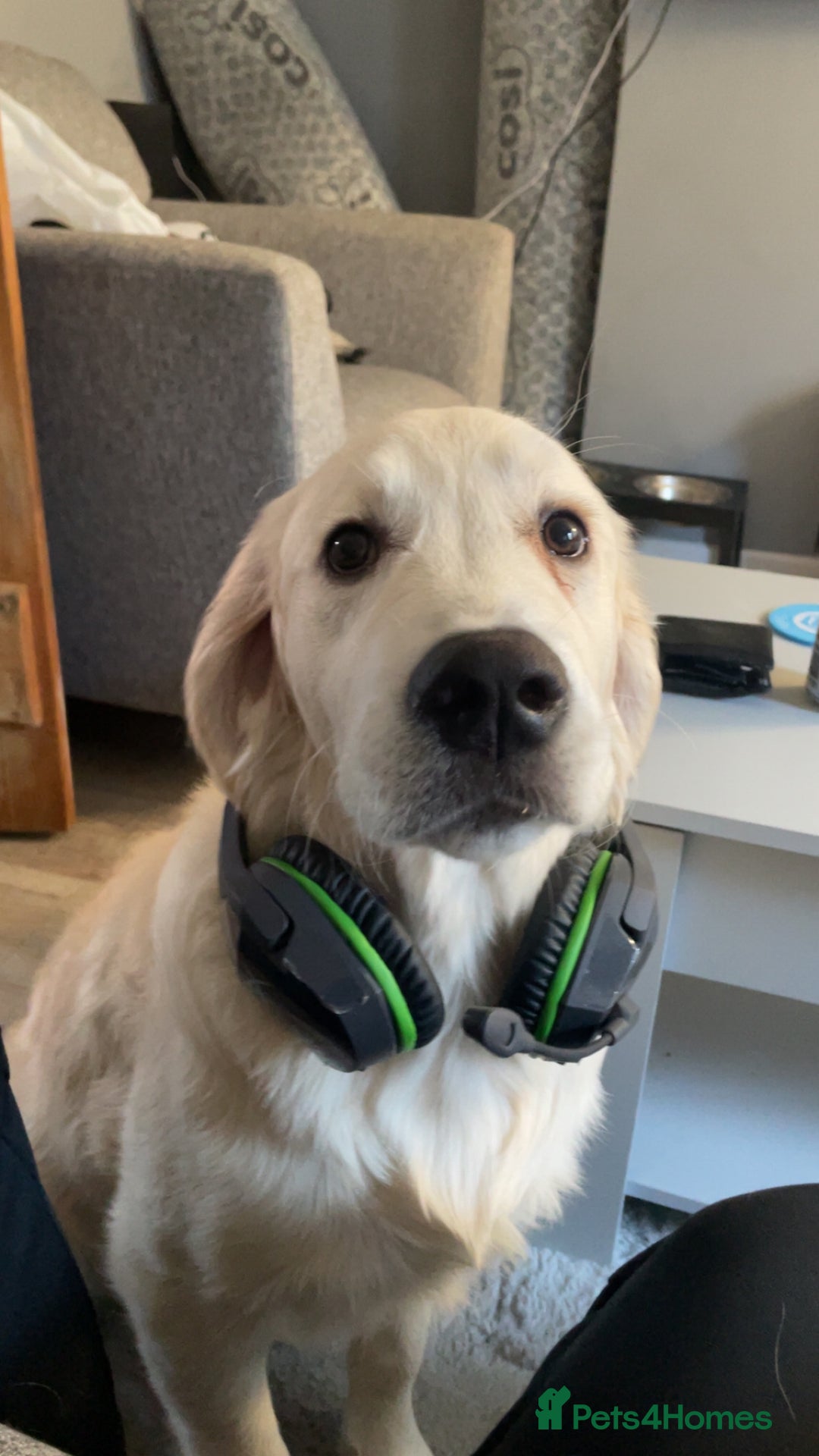 Golden Retriever dogs for sale: Golden retriever for sale £1100 Ono - Advert 3