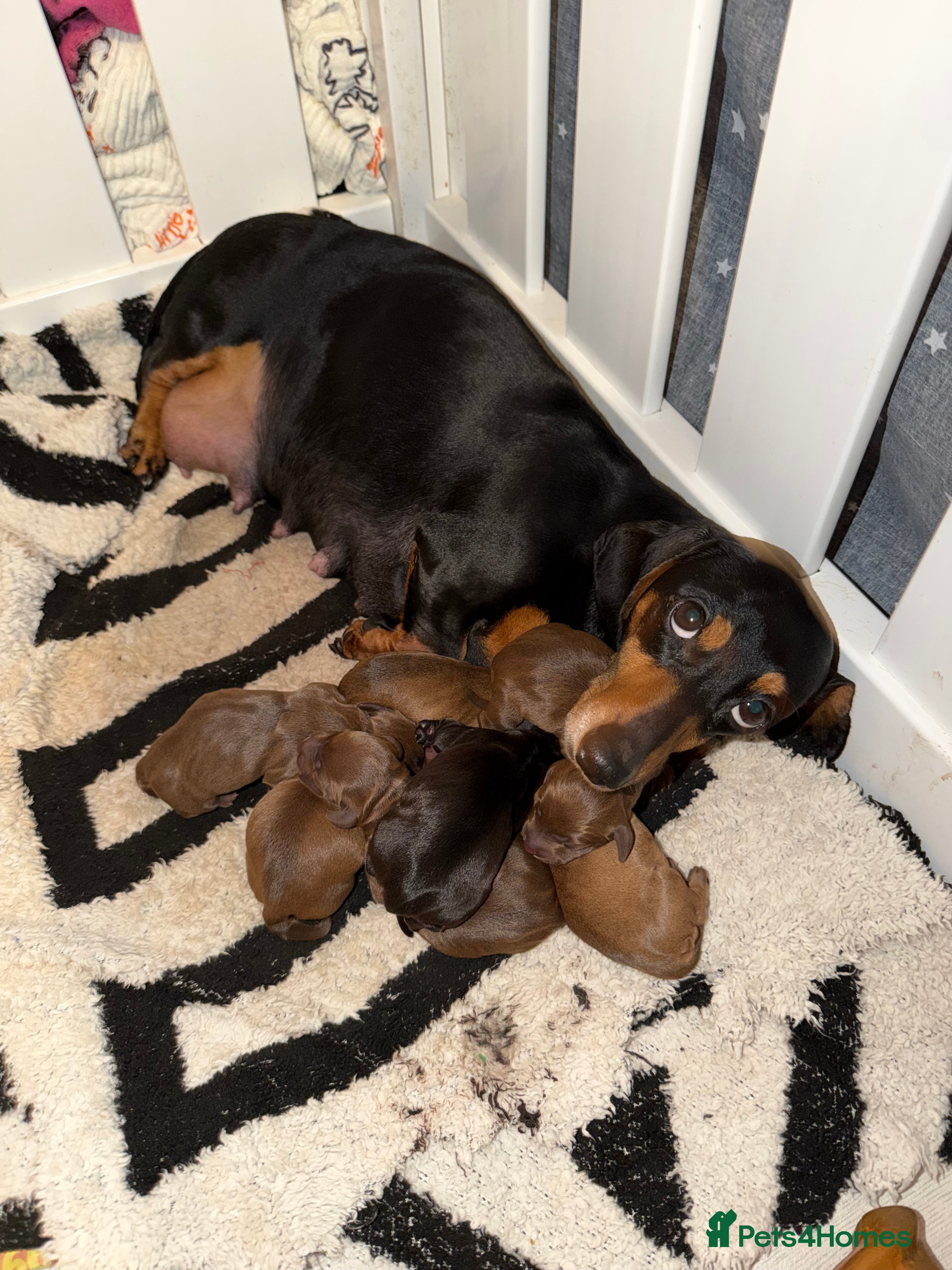 Dachshund dogs for sale: Beautiful Standard Dachshund Puppies - Ready Soon - Advert 1