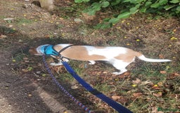 Mixed Breed dogs for adoption: Meet Bambi, currently residing in Sheffield - Image 14