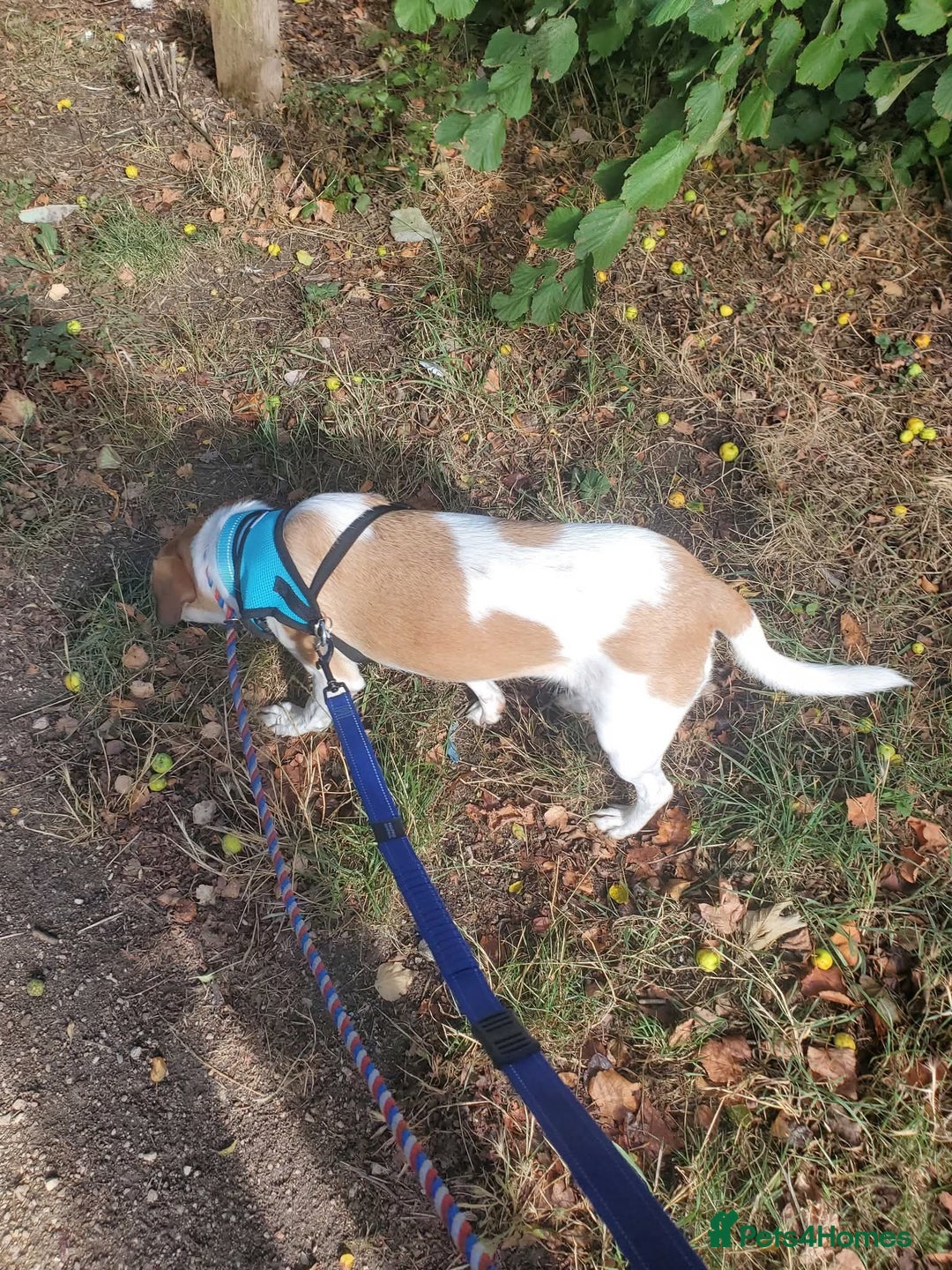 Mixed Breed dogs for adoption: Meet Bambi, currently residing in Sheffield - Image 14