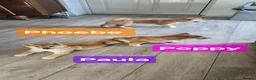 Japanese Shiba Inu dogs for sale: 3 stunning Shiba Inu puppies  - Advert 19