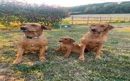 Labrador Retriever dogs for stud: Dark Fox Red KC fox red Labrador for Stud in Hereford - Image 22