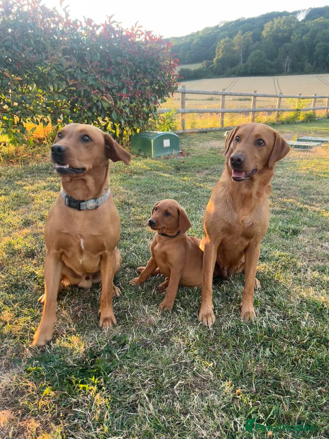 Labrador Retriever dogs for stud: Dark Fox Red KC fox red Labrador for Stud in Hereford - Image 22