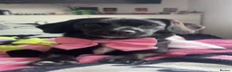 Mixed Breed dogs for sale: Dacshaund x Japanese Jin  in Doncaster - Advert 1