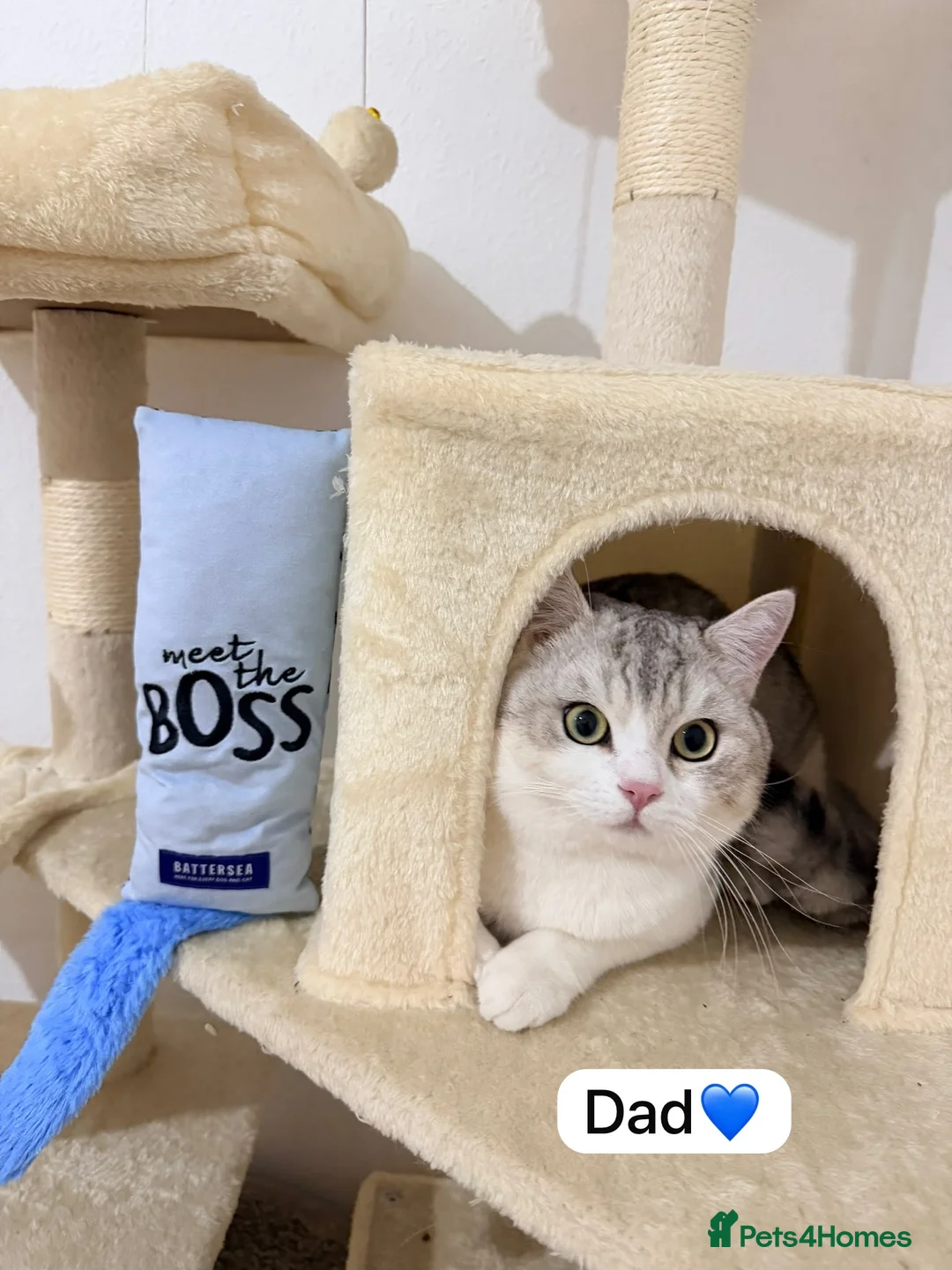 Mixed Breed cats for sale: Gorgeous British Short Hair mixed with Ragdoll in Enfield - Advert 1