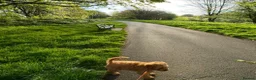 Cavapoo dogs for sale: Loveable Cavapoo - Advert 5