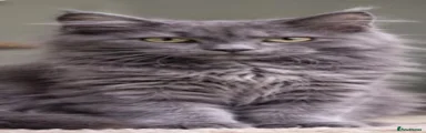 Maine Coon 1