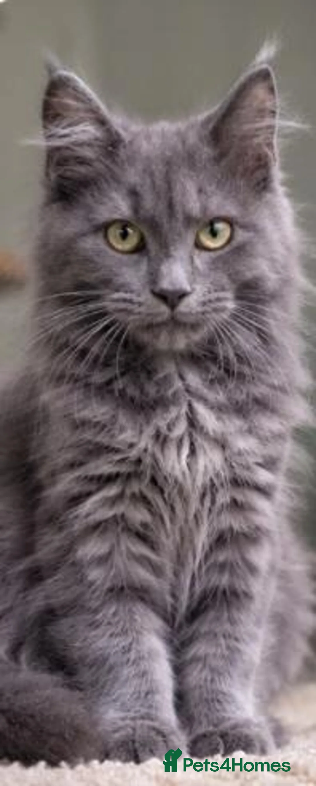 Maine Coon cats for sale: Maine coon  - Advert 15