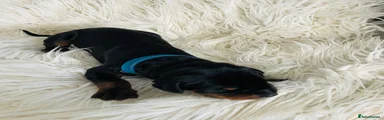 Dobermann Puppy 9