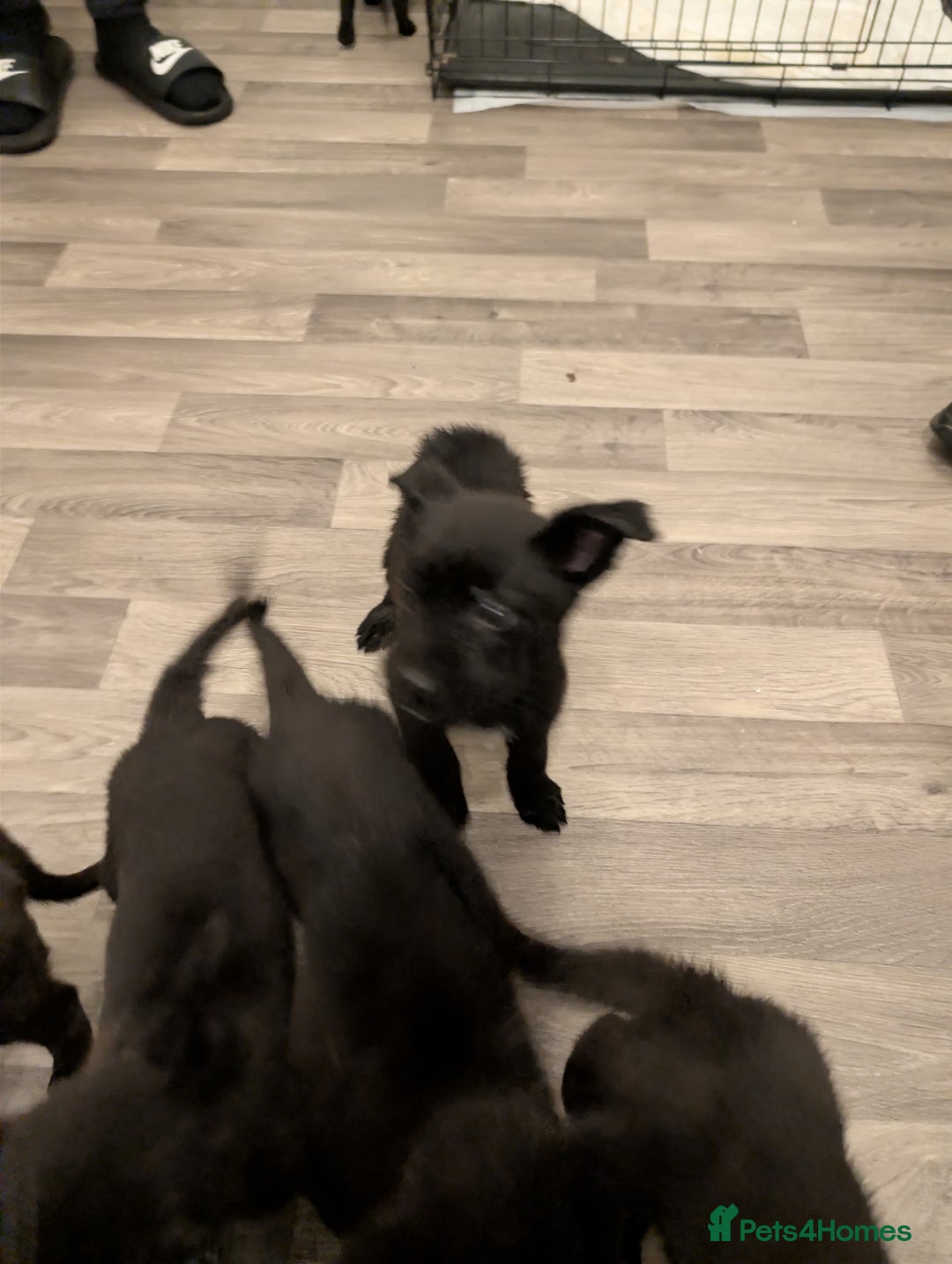 Mixed Breed dogs for sale: German shepherd X cane corso pups for sale  - Advert 18