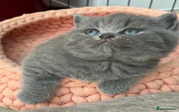 British Shorthair cats for sale: Champion Bloodline British Shorthair/Longhair - Image 9