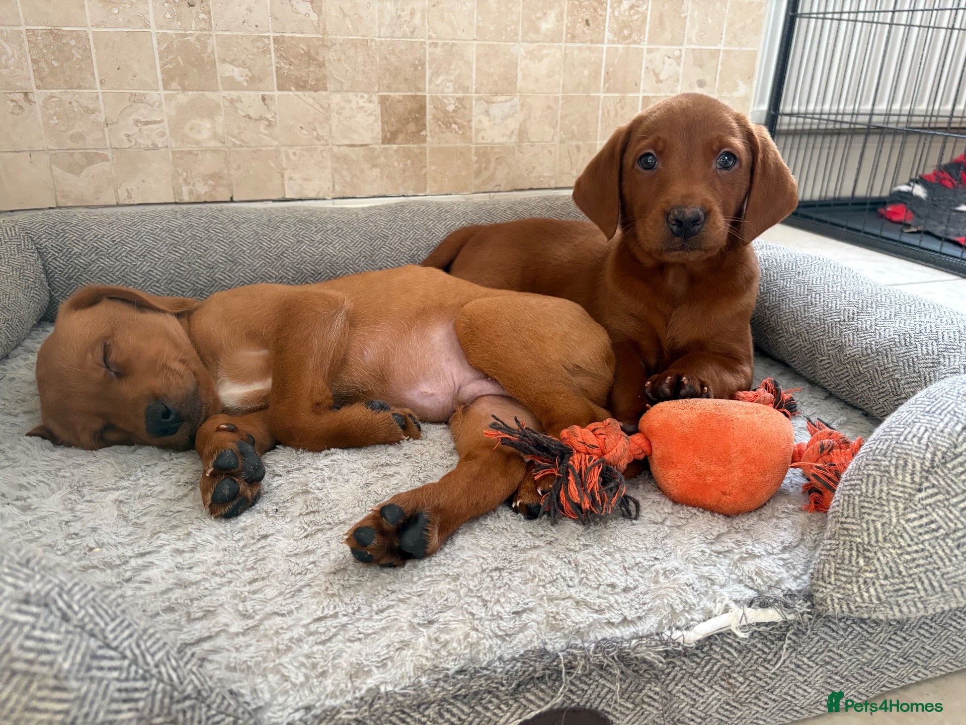 Labradoodle dogs F1B Quality Health Tested Fox Red Labradoodle  - Advert 1