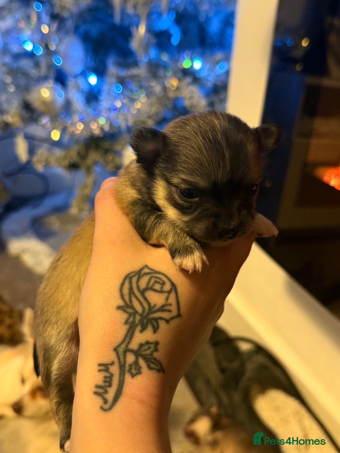 Chihuahua dogs for sale:  **  CHIHUAHUAS  - Advert 15