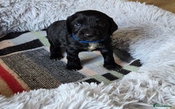 Cocker Spaniel dogs for sale: Outstanding cocker spaniel pups - Image 6
