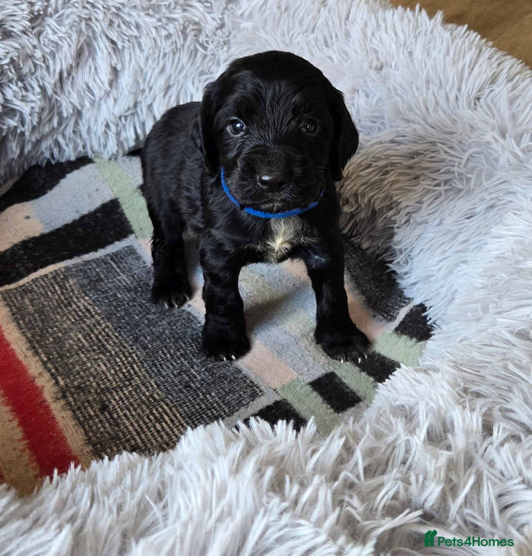 Cocker Spaniel dogs for sale: Outstanding cocker spaniel pups - Image 6
