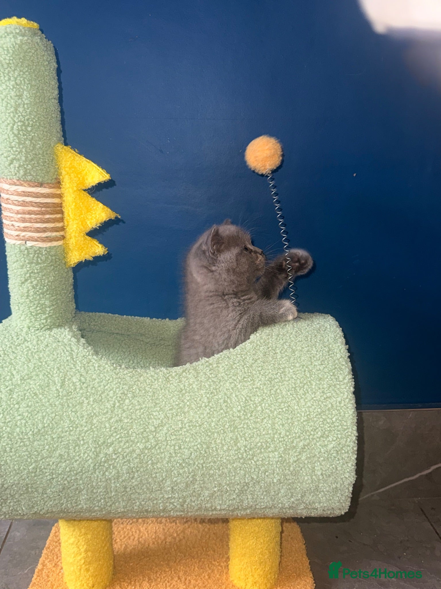 British Shorthair cats GCCF REGISTERED BRITISH SHORTHAIRS  - Advert 1