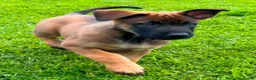 Belgian Shepherd Dog dogs for sale: Belgian Malinois - Advert 3