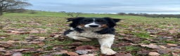 Border Collie dogs for sale:  Collie bitch - Advert 5