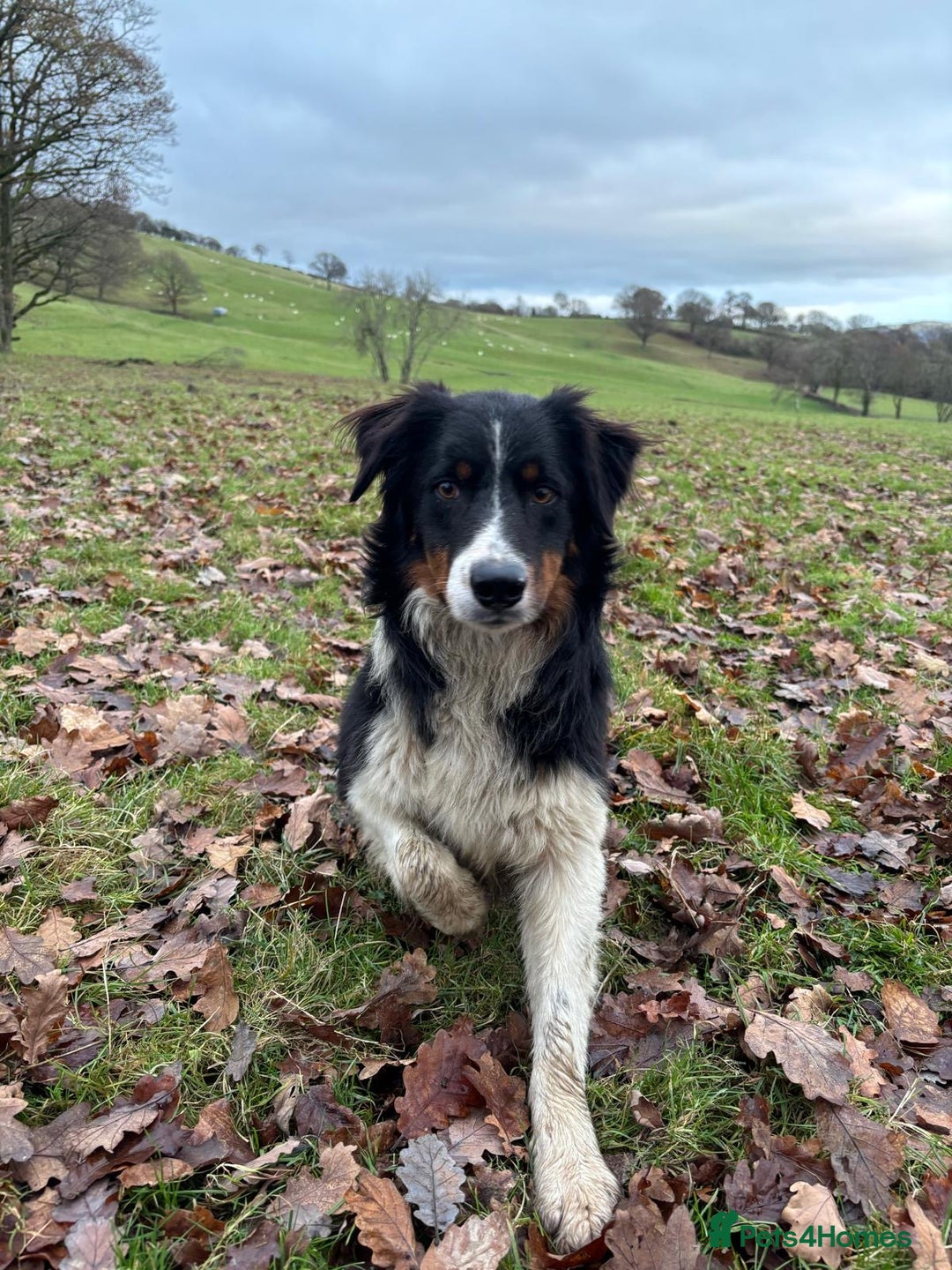 Border Collie dogs for sale:  Collie bitch - Advert 5