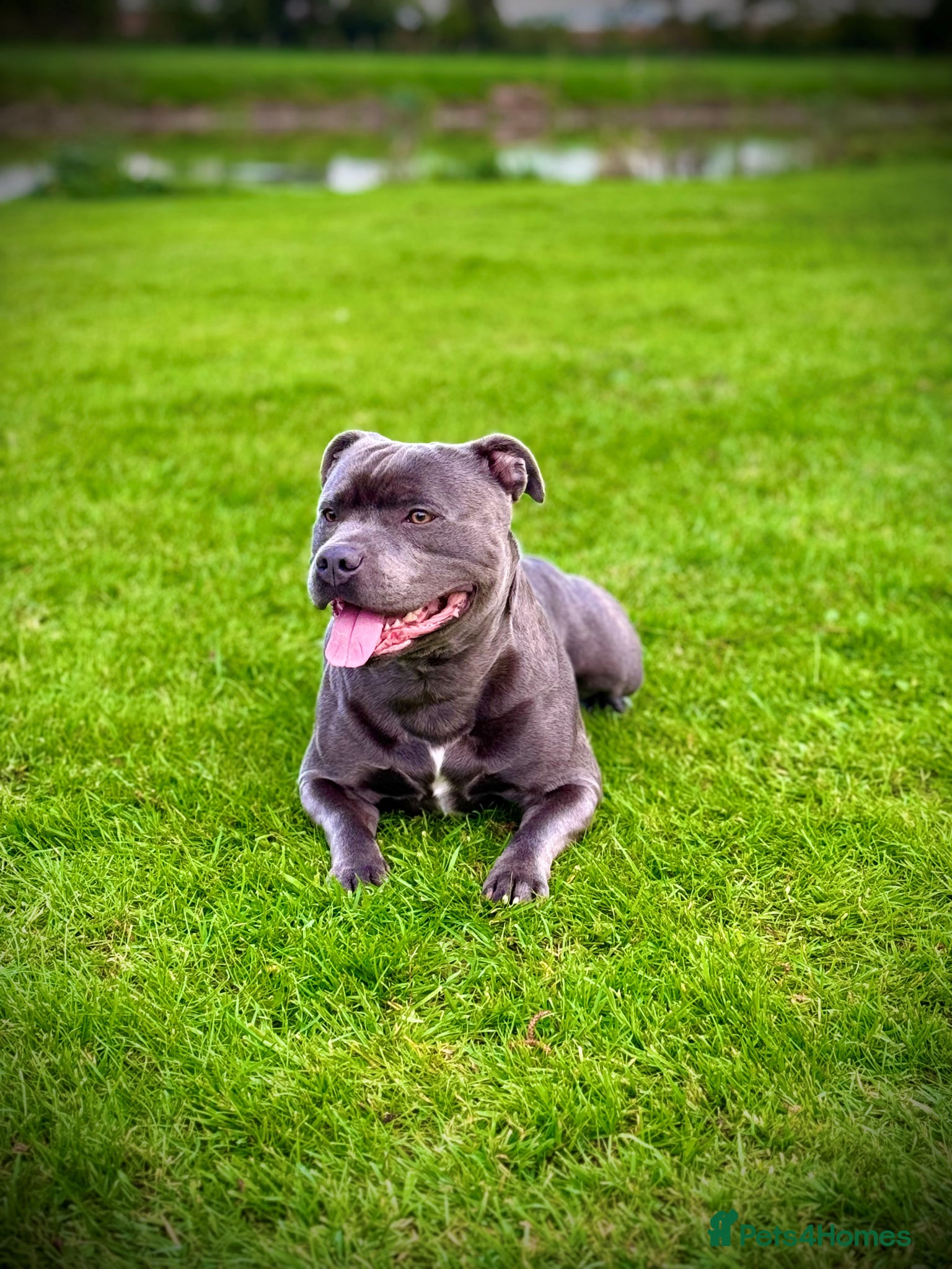 Staffordshire Bull Terrier dogs Blue Staffy for Stud - Advert 1