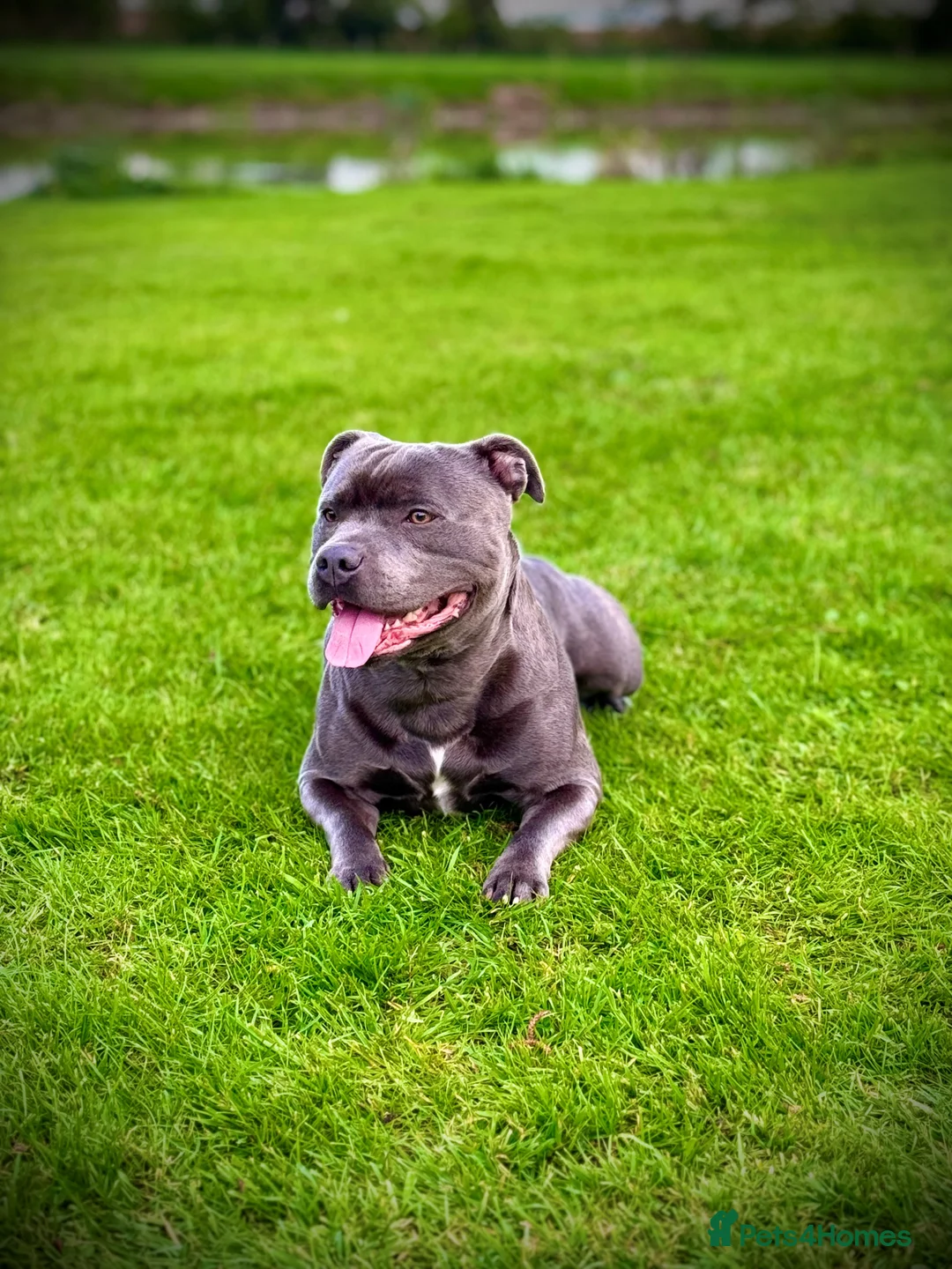 Staffordshire Bull Terrier dogs for stud: Blue Staffy for Stud - Advert 1