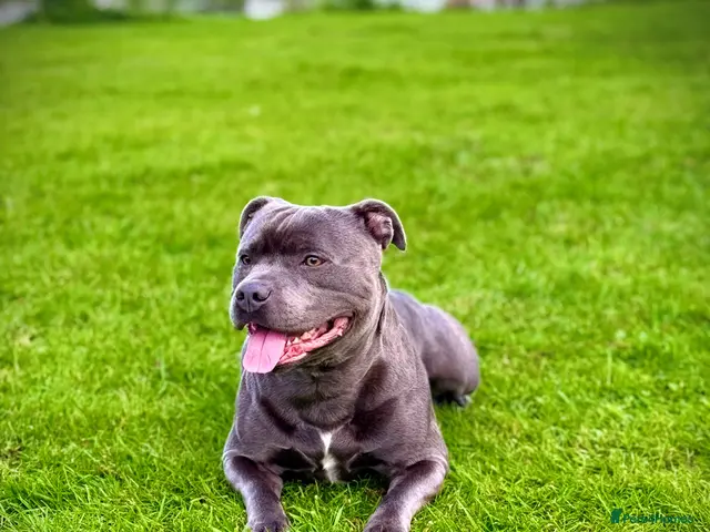 Staffordshire Bull Terrier dogs for stud: Blue Staffordshire Bull Terrier for Stud - Advert 1