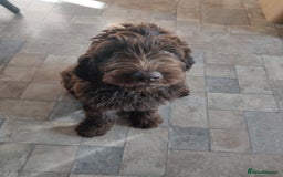 Newfypoo dogs for sale: Newfypoo puppy looking for a forever home :) - Image 5