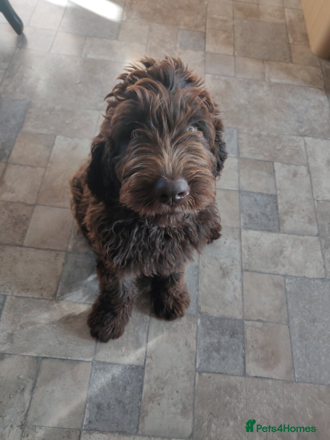 Newfypoo dogs for sale: Newfypoo puppy looking for a forever home :) - Image 5
