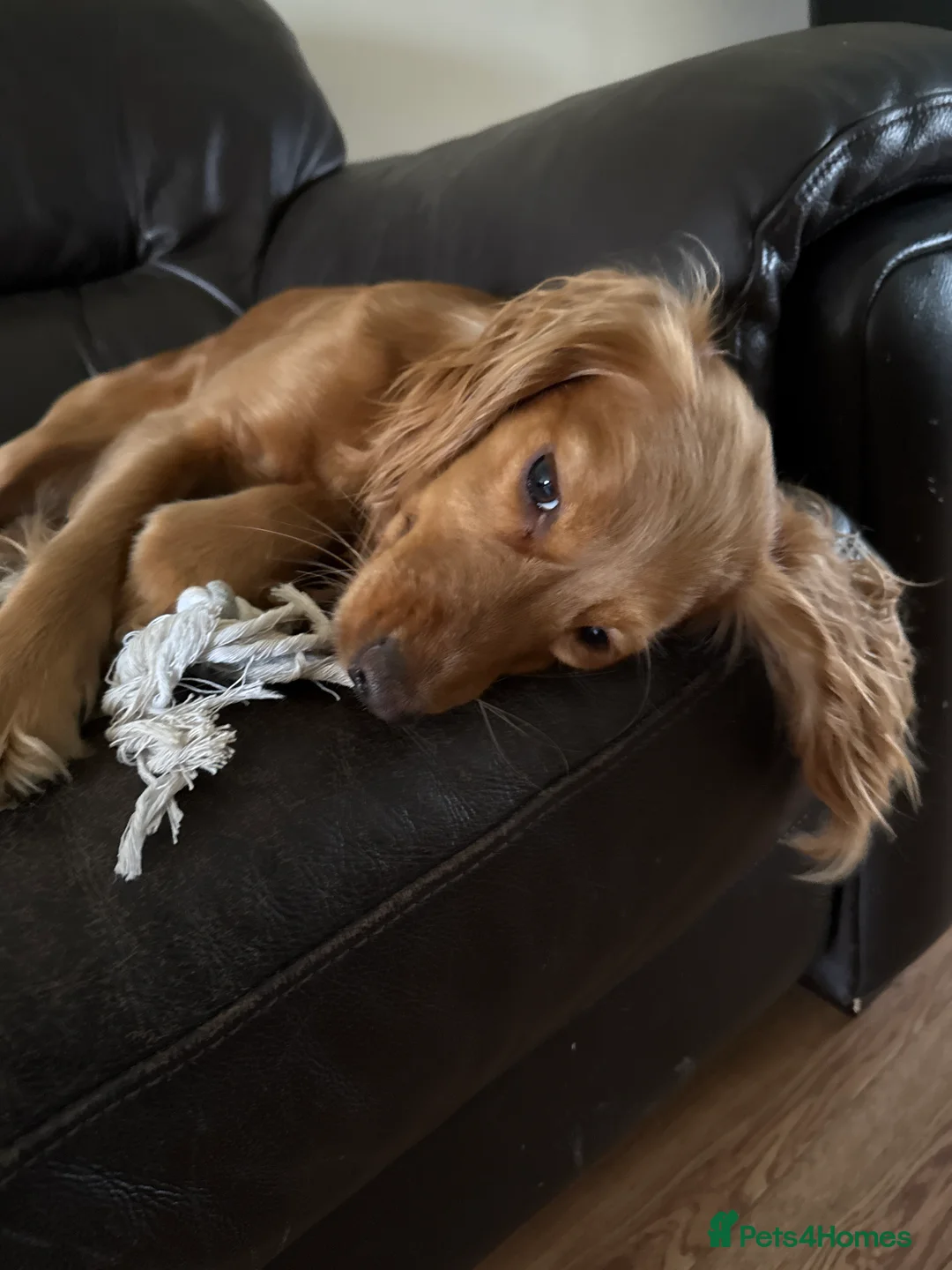 Cocker Spaniel dogs for sale: Loving Cocker Spaniel  - Advert 2